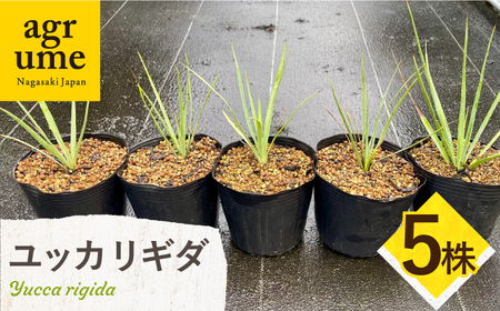 Yucca rigida ユッカ リギダ 5株 長与町/アグリューム[EAI185]