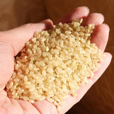 ふるさと納税 大石田町 米 令和7年産 雪若丸 玄米 900g メール便 順次発送 ap-yugxa900 |  | 01