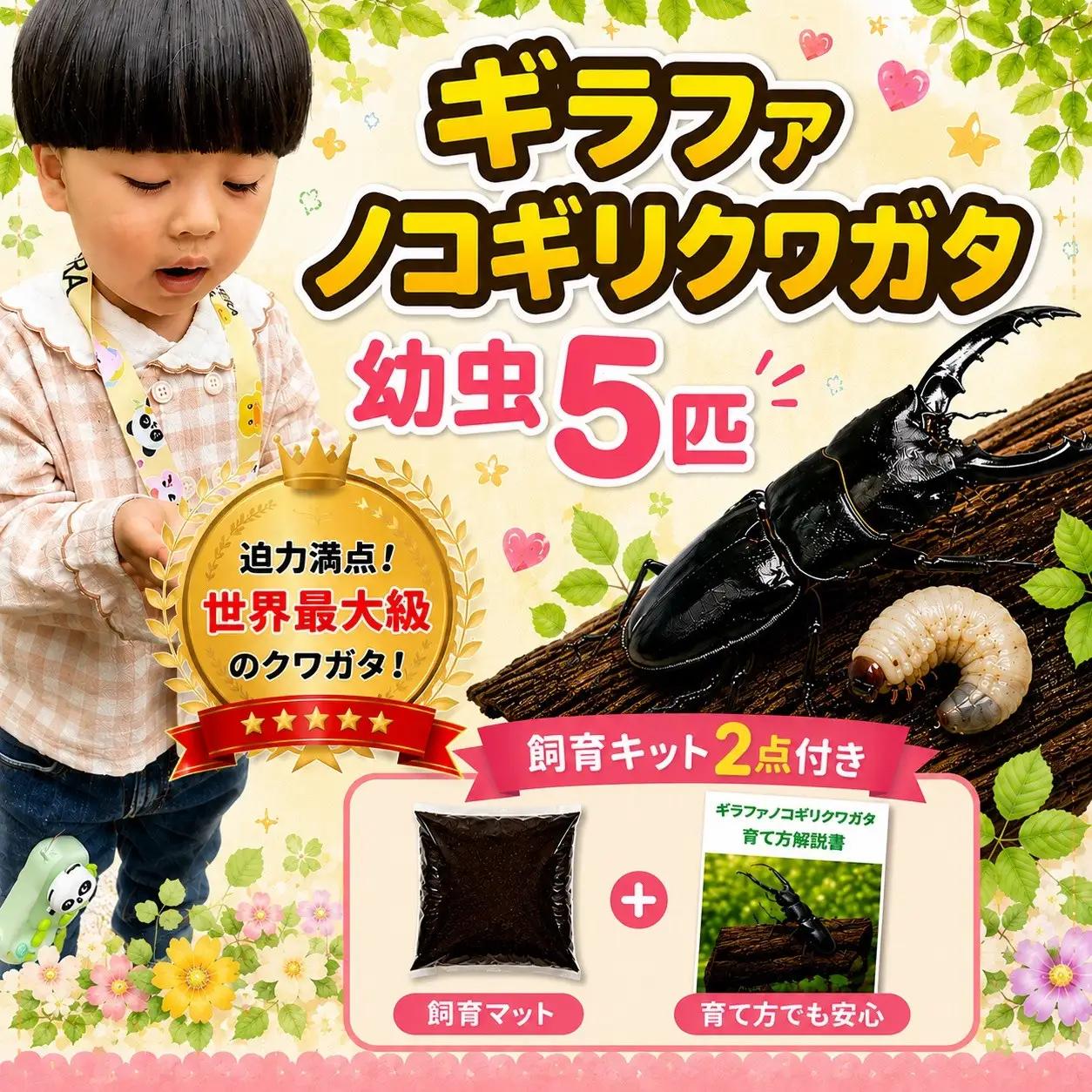 【虹色Farm】ギラファノコギリクワガタ 幼虫５匹 ～初心者の方も安心！飼育キット２点付(育て方解説書・飼育マット)｜京都 クワガタ 人気