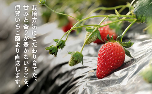 伊賀いちご園-プレミアムボックス-厳選15粒化粧箱入り | イチゴ ストロベリー strawberry 高級 贈答用 プレゼント ふくはる香 ゆうやけベリー ar001-aa