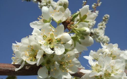 貴陽の花
