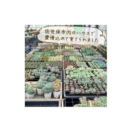 多肉園 おひさま エケベリア 4苗セット
