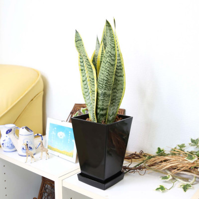 【観葉植物】サンスベリア 5号 ブラックスクエアプラスチック鉢 土の表面:ウッドチップ｜観葉植物 インテリア 部屋 おしゃれ 福岡県筑前町 送料無料