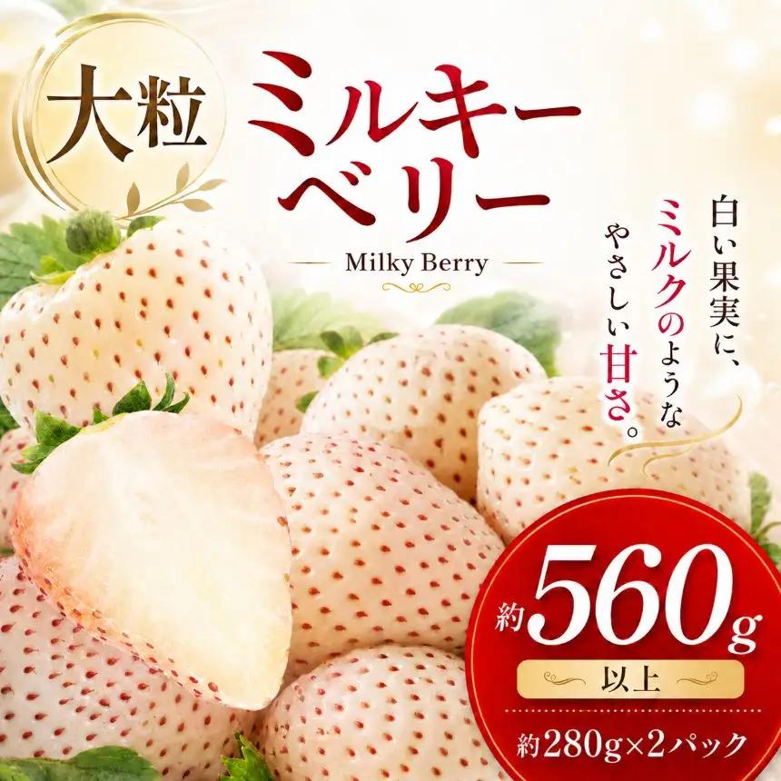 【1月発送】希少な白いちご ミルキーベリー  約560g 真岡市 栃木県 送料無料