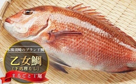鯛 まるごと 1尾 ( 900g ～ 1kg ）下処理なし 産地直送 高知県 乙女鯛 小島水産 ブランド鯛 真鯛 新鮮 魚 鮮魚 ブランド 尾頭付き 刺身 お刺身 鯛めし 鯛鍋 鯛しゃぶ パエリア 高知県 須崎市 お祝い 贈答 ギフト 年賀 お中元 お歳暮 お食い初め 父の日 母の日 敬老の日 KS019-3x