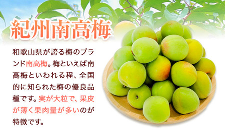 梅 紀州南高梅 1kg FARMER'S FARMER《6月上旬-7月中旬頃出荷》和歌山県 紀の川市 うめ 南高梅 青梅 紀の川市産