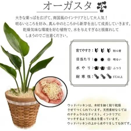 観葉植物 オーガスタ 鉢植 バスケット リビング【1539926】