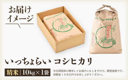 【令和5年産】いっちょらい 精米 10kg×1袋 ／ 福井県産 ブランド米 コシヒカリ ご飯 白米 新鮮 大賞 受賞  新米