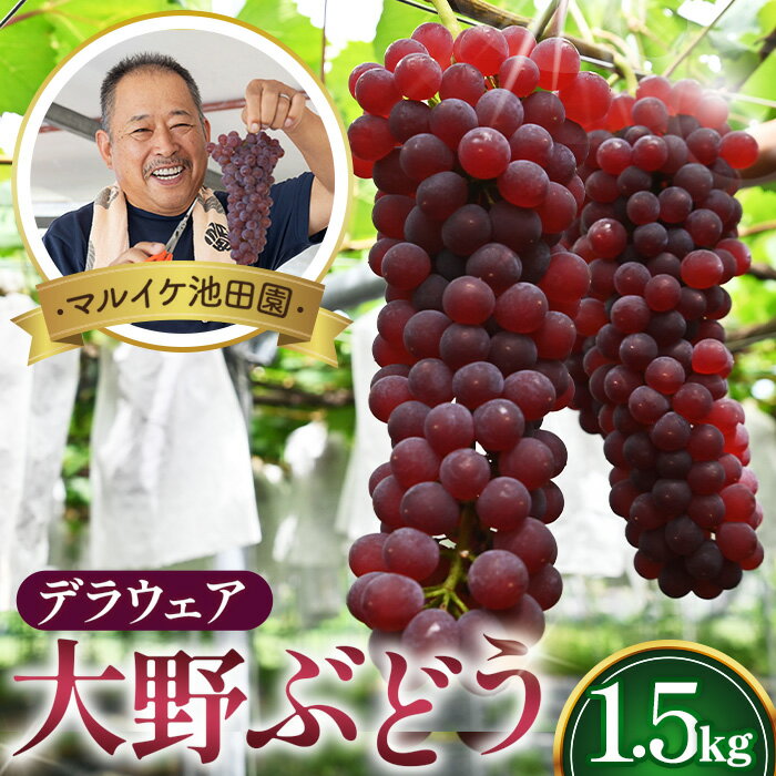 【ふるさと納税】No.248 5時収穫の朝摘み産直【マルイケ池田園】大野ぶどう（デラウェア）1.5kg / 高糖度 葡萄 ブドウ 果物 フルーツ 国産 送料無料 大阪府