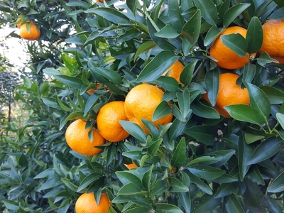 【数量限定】訳あり ぽんかん 4kg マルカズ農園の訳あり ポンカン 高知県