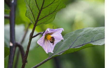 先行予約 農家直送！ 茄子1.5kg(9本前後) 黒福 なす 茄子