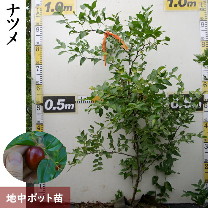 【ふるさと納税】＜すだ農園＞大苗 ◆ ナツメ(棗)[地中ポット苗] ※2025年12月上旬～2026年5月下旬頃に順次発送予定 ※北海道・沖縄・離島への発送不可