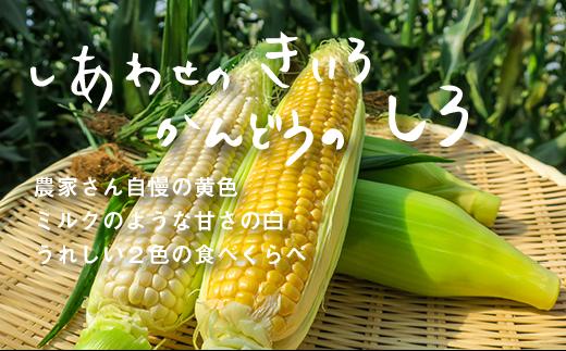 大地の恵み 「とうもろこし2色セット」10本　C081