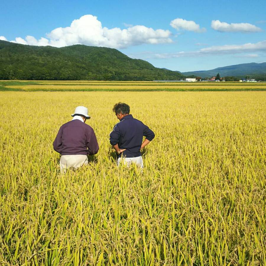 ＜銀山米研究会＞仁木町銀山産ななつぼし10kg定期便6ヵ月コース