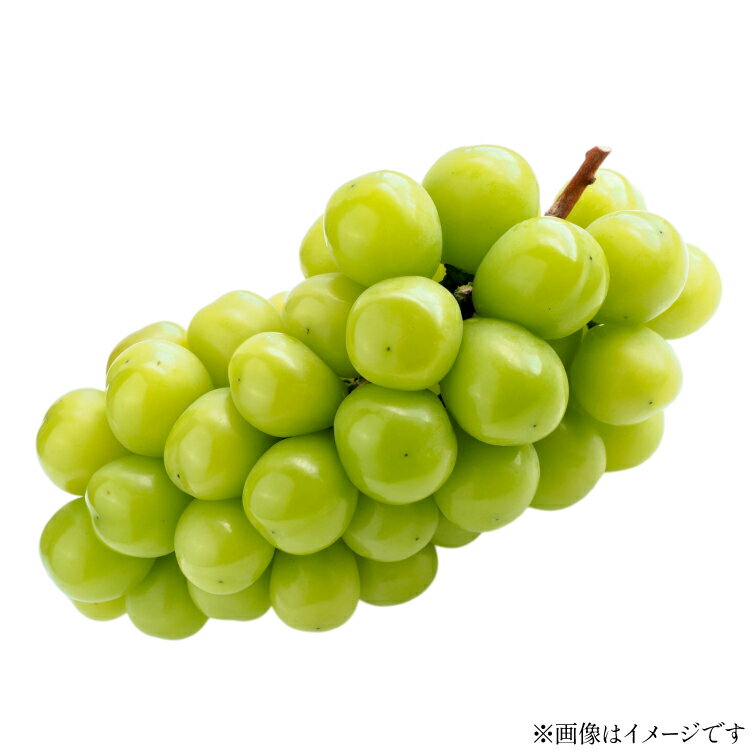 【ふるさと納税】【期間限定発送】 シャインマスカット 特秀 1房 化粧箱入り [tk06ays870029 山形県 高畠町 JA山形おきたま] フルーツ 果物 くだもの ぶどう ブドウ 葡萄 甘い
