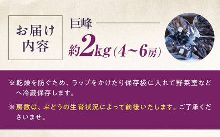 【先行予約】巨峰 約2kg1箱（4房から6房）＜2026年8月中旬から発送＞/ 巨峰 ぶどう ブドウ 葡萄 愛媛県 愛媛 内子町 フルーツ 果物 送料無料 美味しい おすすめ 人気 特産品 四国 国産