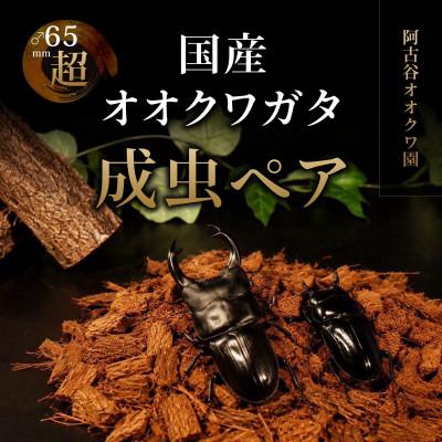 ふるさと納税 猪名川町 国産オオクワガタ成虫ペア飼育セット付き