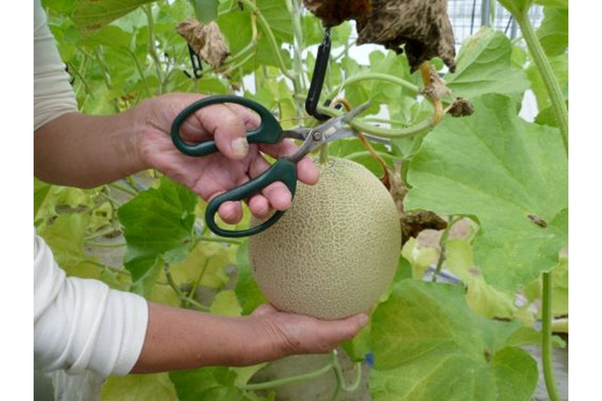 獲れたて新鮮果実！メロン狩り体験パッククーポン（お一人様）