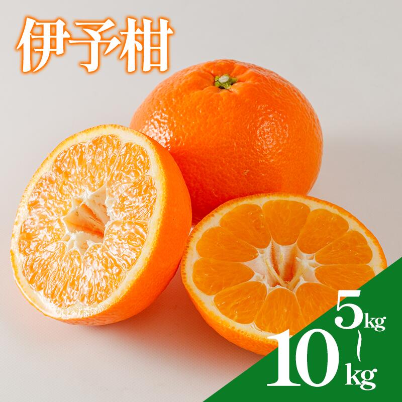 【ふるさと納税】 伊予柑 約5kg / 約10kg 【2027年1月下旬から順次発送 】 | 愛媛 みかん 柑橘 ミカン かんきつ 蜜柑 フルーツ くだもの 果実 オレンジ mikan カンキツ 果物 ふるーつ 防腐剤不使用 マーマレード ピール 菓子 おやつ デザート グルメ 送料無料 松山市 愛媛県