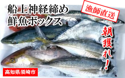 
【 船上 神経締め 鮮魚 ボックス 】朝獲れ直送 3~5種入り 冷蔵 魚種お任せ 水揚げ 海鮮 魚介 産地直送 新鮮 天然 魚 詰め合わせ
