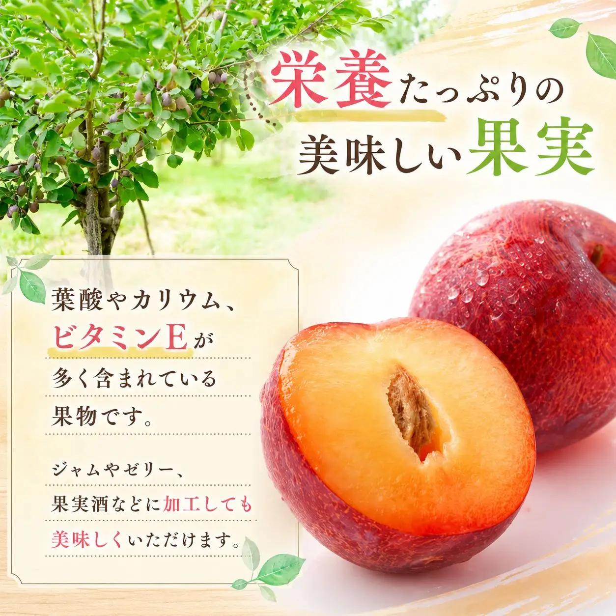 すもも 『太陽』 約2～2.2kg 【2026年発送】 すもも プラム フルーツ
