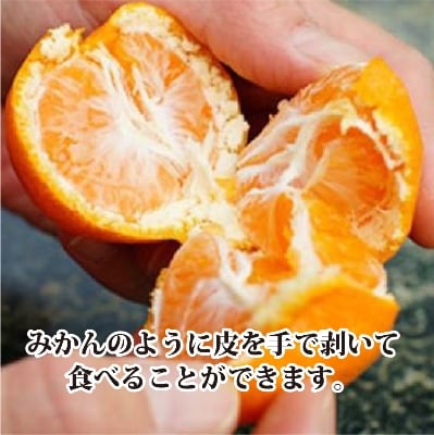 2026年4月発送開始　甘みが強くて濃厚!初夏のみかん「なつみ」4キロ【C39−35】【配送不可地域：離島】【1280608】