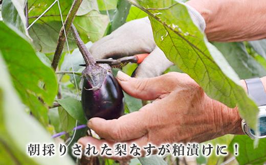朝採りされた梨なすが粕漬けに！