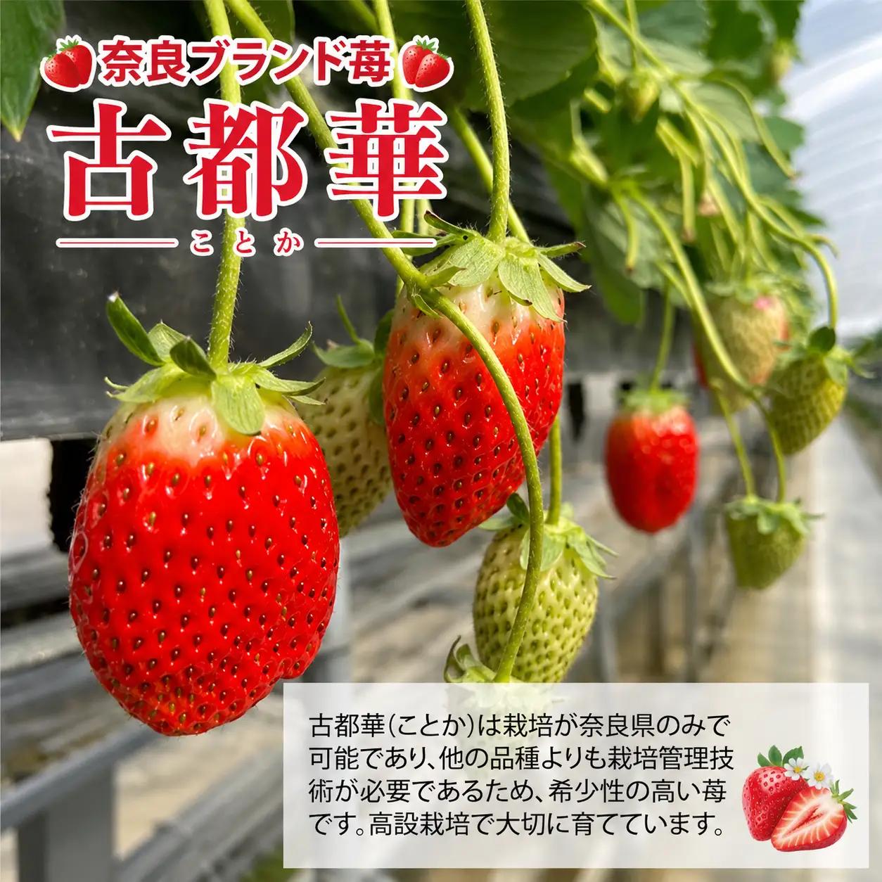 【先行予約】【定期便 2回】いちご 古都華 250g×２パック ことか いちご