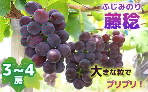 
            【2025年収穫】藤稔(ふじみのり）3~4房
          