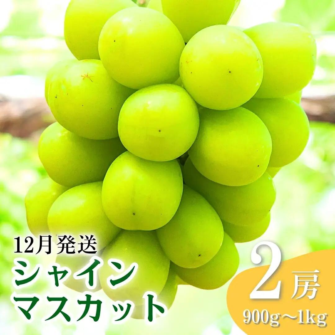 【2026年先行予約】12月発送 氷温貯蔵シャインマスカット 約900g ~ 1kg（2房） ｜ シャインマスカット
