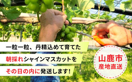【先行予約】 朝どれ シャインマスカット 3房（約1.5kg～1.65kg） 産地直送 【城 果樹園】[ZFD003]