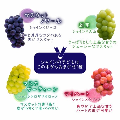 岡山　花笑み農園のブドウ『園主おすすめシャイン親子セット』1kg(2房)　2M-1SR【配送不可地域：離島・北海道・沖縄県】