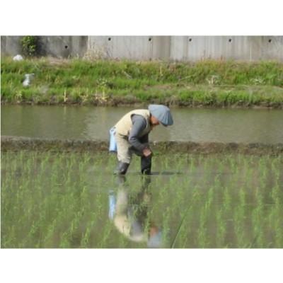 ふるさと納税 魚沼市 【毎月定期便】お米マイスター厳選　魚沼産コシヒカリ(無洗米)6kg全3回 |  | 03