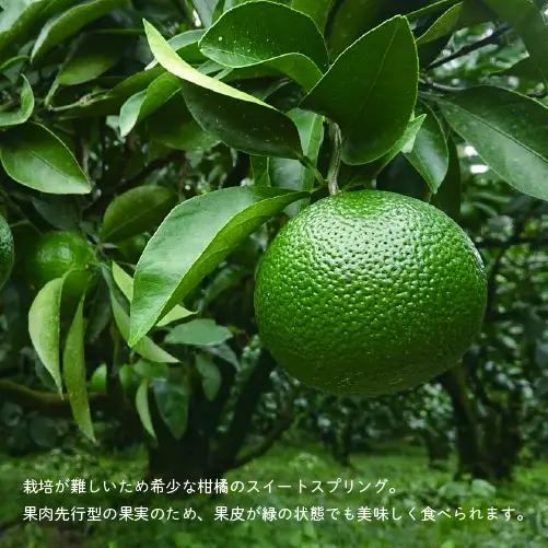 【先行予約】希少柑橘「スイートスプリング」10kg 果物 フルーツ くだもの 柑橘 オレンジ みかんジュース おすすめ プレゼント おすそ分け おやつ スイーツ デザート 常温 産地直送 宮崎県 綾町