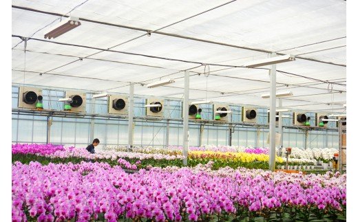 胡蝶蘭　白大輪　5本立ち 還暦 お祝い 当選 就任　開業 新築　長生き　母の日　父の日 商売繁盛　記念　お歳暮　お中元 お花 贈り物 プレゼント ギフト こちょうらん