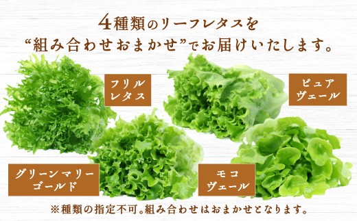 【定期1ヶ月毎3回】水耕栽培 リーフレタス「うるおい野菜」6個セット