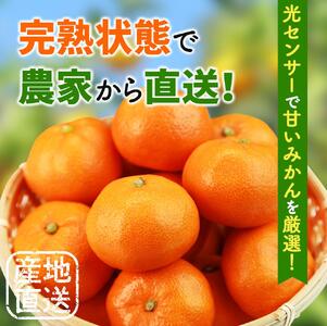 鹿蔵 プレミアム 有田 みかん 5kg+250g（傷み補償分）(完熟) / 温州みかん 有田みかん 光センサー 選別 甘い 和歌山 柑橘 ※2026年10月上旬～11月中旬頃に順次発送予定 ※北海道・