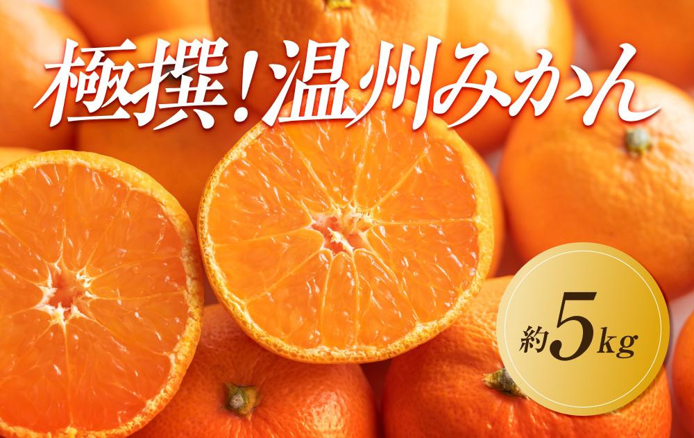 
            【2024年11月中旬より発送】極撰！温州みかん　約5kg
          
