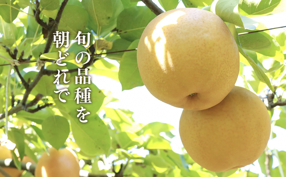 【先行予約】小林果樹園の梨 食べ比べ5～8玉 約3kg | 梨 なし 和梨 豊水 新高 あきづき 愛宕 にっこり 新雪 王秋 新興 果物 フルーツ くだもの 食べ比べ 新鮮 朝どり エコファーマー 茨