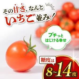 先行予約 訳あり トマト ごほうびとまと 1.2kg トマト