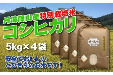 【新米】特A コシヒカリ 令和8年産 特別栽培米 丹波篠山産  5kg×4袋 20kg 小分け こしひかり