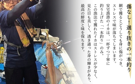 アカイカ 1kg（約2～4杯）イカ いか 海鮮【石川県漁業協同組合小松支所】