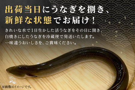 増田川魚店うなぎ白焼＜特上2本＞ うなぎ 白焼き 特上 2本 愛知県三河産 国産 ウナギ 鰻 しらやき タレ 山椒付き 炭火焼き 冷蔵便 贈答用 ギフト 家庭用 土用の丑 茨城県 潮来市 (A07-0