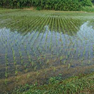 〈先行予約 2025年産米〉【米の定期便】福島県鏡石町産 和田農園「コシヒカリ」玄米10kg 3か月連続  F6Q-204