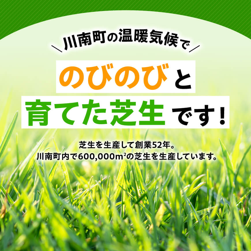 老舗日向芝産「姫高麗芝」2平方メートル 【 九州産 川南町産 宮崎県産 芝生 日本芝 ガーデニング 】