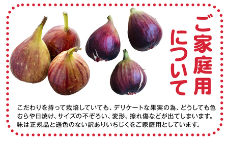 ご家庭用朝採り完熟いちじく 約1kg 