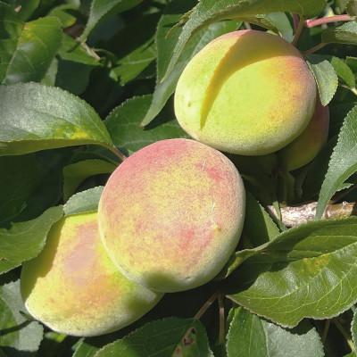 ふるさと納税 広川町 厳選 紀州南高梅(青梅)2kg+250g(傷み補償分)【梅干し・梅酒・梅ジュースに】 |  | 01