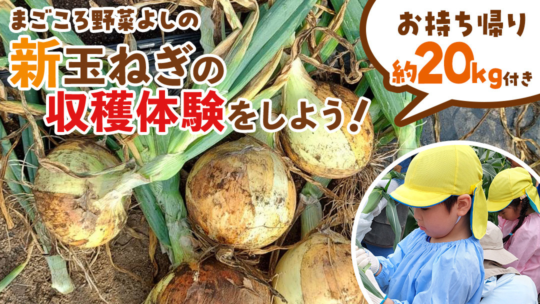 
            新玉ねぎの収穫体験をしよう！ ( お持ち帰り約20kg付き ) 収穫体験 体験 玉ねぎ 玉葱 タマネギ 野菜 新玉 たまねぎ [DX024ci]
          