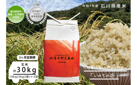 【3ヶ月定期便】【お米番付優秀賞受賞農家】日本一粒の大きいお米『いのちの壱』玄米10kg×3回