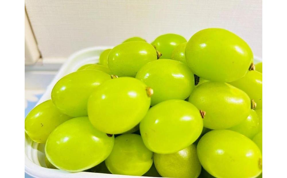 ぶどう 2025年 先行予約 クイーンニーナ シャインマスカット マイハート 秀品 粒だけ 約1.5kg 農林大臣賞受賞 岡山 国産 果物 フルーツ 食べ比べ 2025年8月中旬から発送